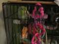 videos de Mango wants out for breakfast