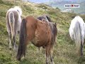 Daily Post Ponies of the Carneddau - to music Daily Post Ponies of the Carneddau - to music