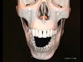 Kiefergelenk im Stress - Dentallabor Böhm, München