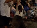 BLUE NOSE PIT DEUCE SPRING POLE PRT 2 BLUE NOSE PIT DEUCE SPRING POLE PRT 2