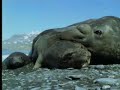 Male elephant seals defend territory - David Attenborough - BBC wildlife