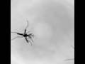 videos de Mosquitos afinados