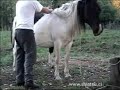 Shiatsu Equino, Shiatsu for horses, Equine Shiatsu Shiatsu Equino, Shiatsu for horses, Equine Shiatsu