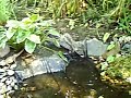 Am Bachlauf aufgenommene Bartagame