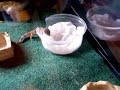 curious leopard gecko