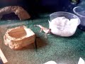 curious leopard gecko