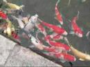 Swimming  Jewels!  Koi!