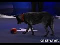 smart-dogs.html