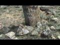 Древние поселения: Капчугай