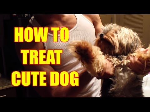 how to take care of a yorkie
