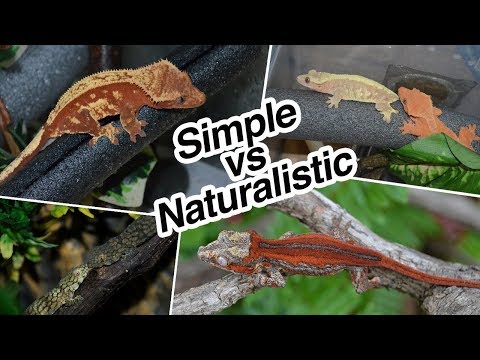 YouTube reptile video