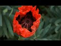 Rememberance 2