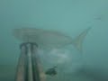 Pesca sub aspetto Serra Pesca sub aspetto Serra