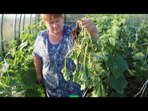Вырвите Это Немедленно, Если Хотите Сберечь Урожай! Прикорневая Гниль.