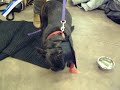 George the French Bulldog graduates from puppy school!