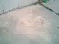 Jackass De La Escandon