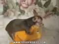 videos de Humps of Rage