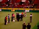 tracey receving award crufts 2008 starters agility final tracey receving award crufts 2008 starters agility final