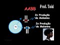 Biologia: Herança Quantitativa - Cor de Pele 02 (Prof. Toid)