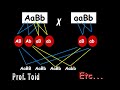 Biologia: Herança Quantitativa - Cor de Pele 02 (Prof. Toid)