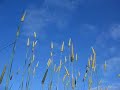 grass