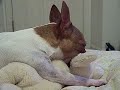 Baby the Chihuahua with her Honker Dog Baby the Chihuahua with her Honker Dog