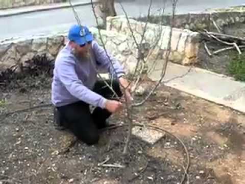 Pruning Fruit Trees -  Pruning For The First 4 Years, Part 1 of 2