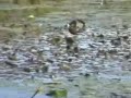 Jacana
