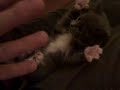 Süsseste Katze der Welt sweetest Kitten