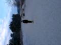 videos de Collin The Shadow
