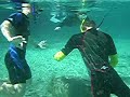 swimming with manatees
