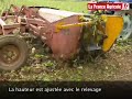 Chantier de betterave fourragère décomposé - tracteur et matériel agricole
