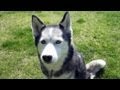 Should I Shave My Siberian Husky? - Fan Friday #57