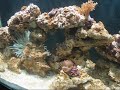Meu primeiro marinho.18 dias ciclando + 12 dias habitado 200L + Sump 2x HQI 150WTPA em 15 em 15 Dias ( Agua natural )Marinho localizado em Niteroi - RJApoio:ReefCorner - IPAQ - Cdkeysnow 