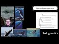 006 - phylogenetics paul andersen discusses the specifics of phylogenetics. the evolutionary relationships of organisms are discovered through both morpholog...