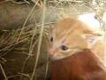 茶トラの子猫