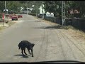 balada ciprian porumbescu