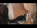 Norwegian Forest Cat,Like a Dog! Norwegian Forest Cat,Like a Dog!