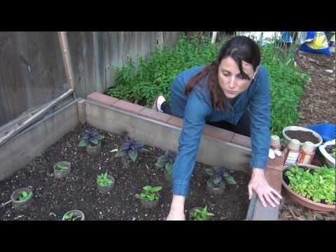 how to harvest thai basil seeds