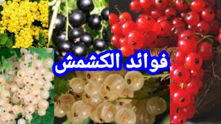  | موسوعة التراث الفلسطيني