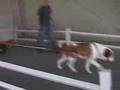 Saint Bernard Kris Weight PULLING OVER A TON!