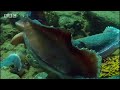 Animal mating rituals of giant cuttle fish in the blue Australian ocean waters - BBC wildlife Animal mating rituals of giant cuttle fish in the blue Australian ocean waters - BBC wildlife