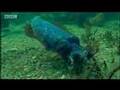 Animal mating rituals of giant cuttle fish in the blue Australian ocean waters - BBC wildlife