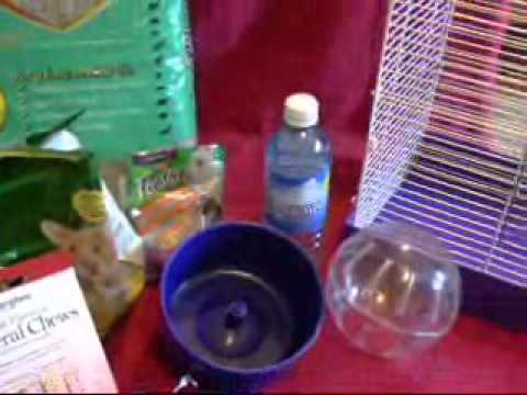 how to properly care for a dwarf hamster