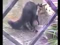 gatti-o-leoni.html