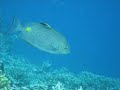 Scuba diving holiday - underwater pictures