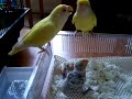 Lovebird Parentfeeding Babies in the Brooder