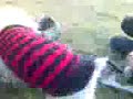 yaramaz k�pekler :)