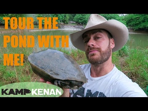 YouTube reptile video