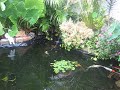My Koi pond August 2007